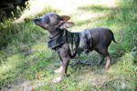 dog-small-150x100