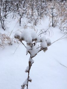 dried asters w snow